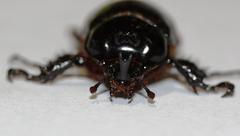 Cyphonistes vallatus