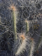 Eulychnia breviflora