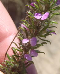 Muraltia ciliaris