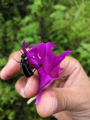 Epicauta cinctipennis