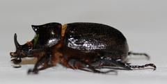 Cyphonistes vallatus