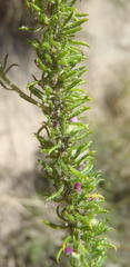 Muraltia ciliaris