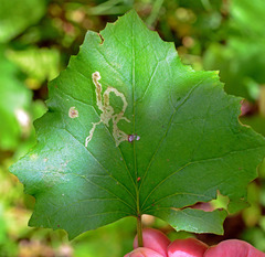 Phytomyza tussilaginis