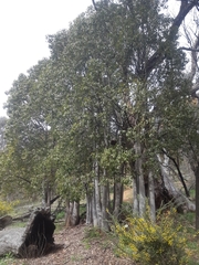 Brachychiton populneus populneus