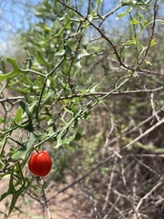 Ibervillea macdougalii