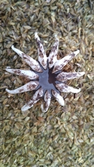 Lysurus arachnoideus