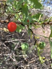 Ibervillea macdougalii