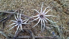 Lysurus arachnoideus