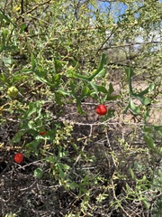 Ibervillea macdougalii