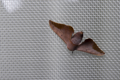 Comparmustilia gerontica