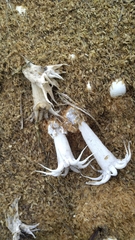 Lysurus arachnoideus