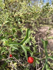 Ibervillea macdougalii