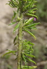 Muraltia ciliaris