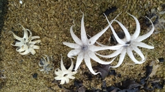 Lysurus arachnoideus