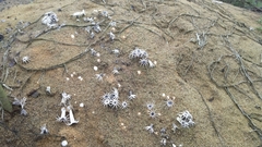 Lysurus arachnoideus