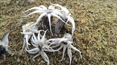 Lysurus arachnoideus