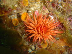 Pseudactinia flagellifera