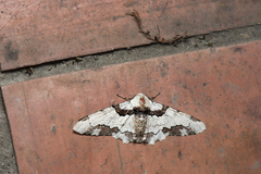 Biston regalis comitata