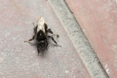 Bombus trifasciatus