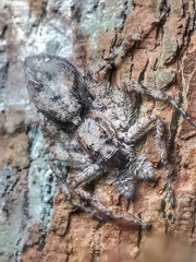 Phaeacius malayensis