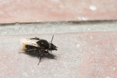 Bombus trifasciatus
