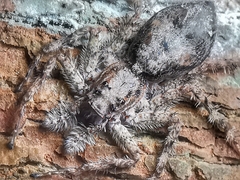 Phaeacius malayensis