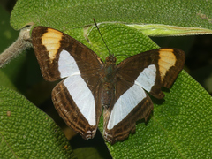 Adelpha coryneta