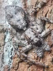 Phaeacius malayensis