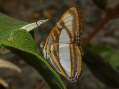 Adelpha coryneta