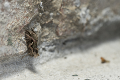 Ctenoplusia adiaphora