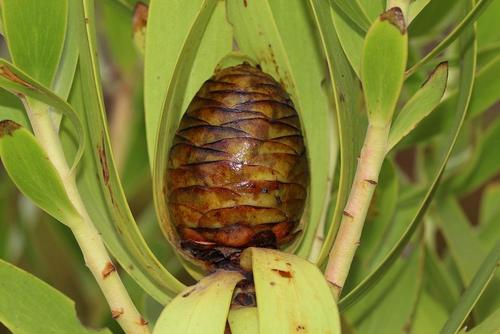Leucadendron microcephalum (Gand.) Gand. & Schinz