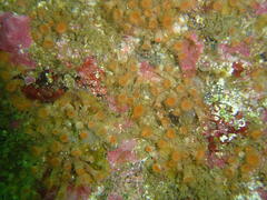 Isozoanthus capensis