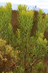 Leucadendron microcephalum