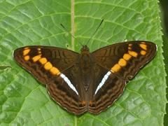 Adelpha olynthia