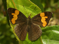 Adelpha saundersii