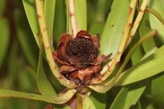 Leucadendron microcephalum