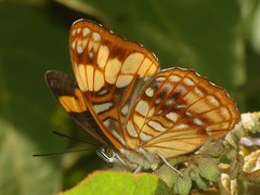 Adelpha saundersii