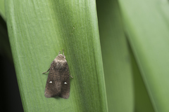 Athetis brunneolineosa