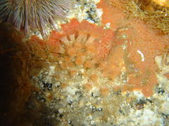 Isozoanthus capensis