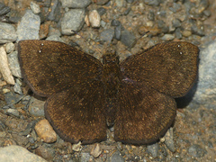 Bolla boliviensis