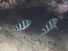 Abudefduf natalensis