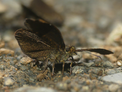 Bolla boliviensis