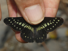 Catasticta colla punctata