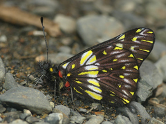 Catasticta colla punctata