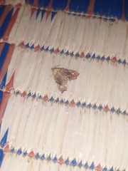 Hypertrocta posticalis