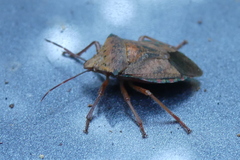 Apoecilus bracteatus