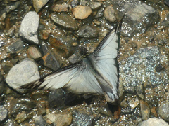 Catasticta prioneris