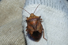 Apoecilus bracteatus