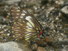 Catasticta prioneris