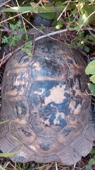 Testudo graeca